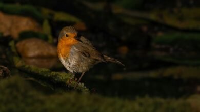 correlation synthesis log details