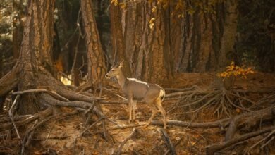 cross dataset association log