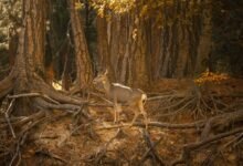 cross dataset integrity examination log