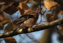 numerical pattern validation report