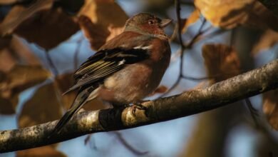 numerical pattern validation report