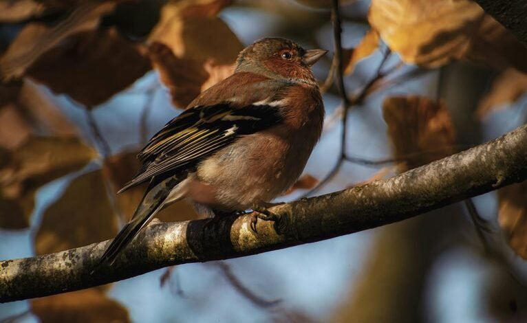 numerical pattern validation report