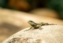 pattern coherence analysis conducted