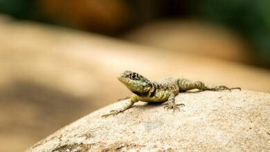 pattern coherence analysis conducted