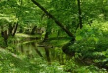 apex stream growth path